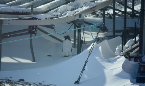 little penguin under the service lines