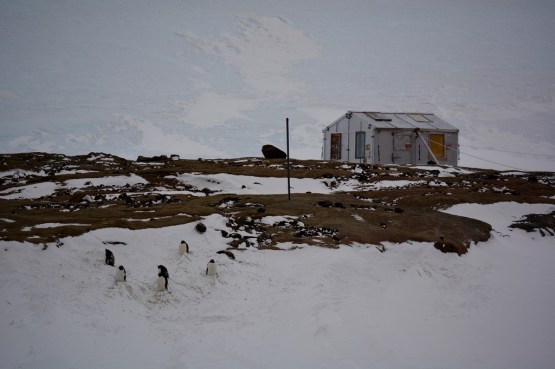resized penguins on the hill