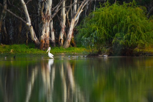 pelican on the river